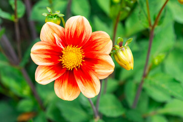 Fototapeta premium blume rote blüte