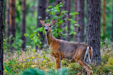 White-tailed deer in the pine forest at dusk. Winter coat is coming to replace summer coat.