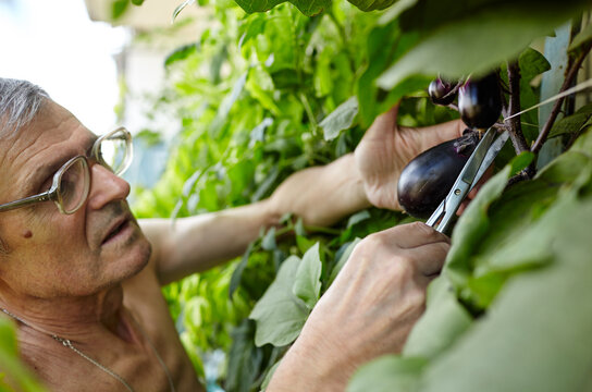 Old farmer man gardening in home greenhouse. Men's hands harvests cuts the eggplant with scissors - Powered by Adobe