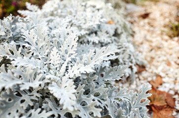 Beautiful Silver dust Cineraria maritima in the garden, autumn time, closeup. Natural background of cineraria maritima, selective focus.