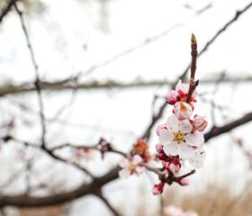 Beautiful white apricot blossom at park. Flowering apricot tree. Fresh spring background on nature outdoors. Soft focus image of blossoming flowers in spring time
