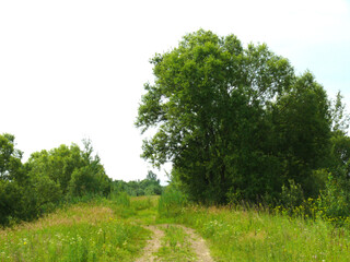 Obraz premium tree on a hill