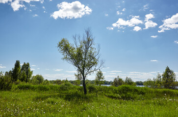 Bright summer forest against the sky and meadows. Beautiful landscape of green trees and blue sky background