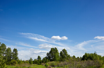 Bright summer forest against the sky and meadows. Beautiful landscape of green trees and blue sky background
