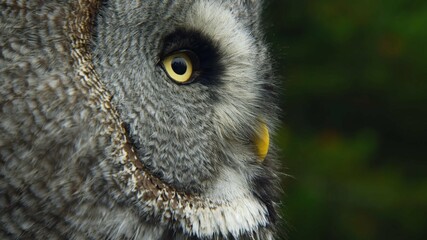 great grey owl