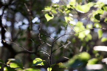 Sieć pająka w ciemnym lesie oplata drzewa.  - obrazy, fototapety, plakaty
