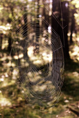 Sieć pająka w ciemnym lesie oplata drzewa. 