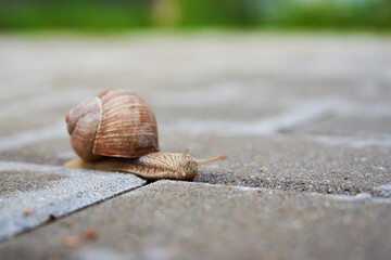 Burgundi snail crawling on the asphalt road. Big mollusk with shell, close up