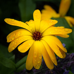 Rain Drops on Yellow Flower