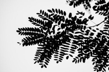 nature poster. crown of tree