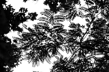 nature poster. crown of tree