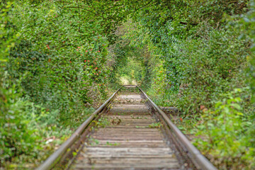 Image along a disused railroad line through a densely overgrown forest during the day