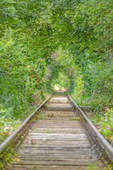 Obraz premium Image along a disused railroad line through a densely overgrown forest during the day