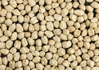 dried chickpeas on cloth, chickpea seeds are high in vegetable protein