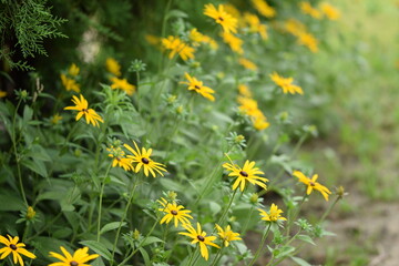 Rudbeckia flowers under thuja trees, garden path with coneflowers.
