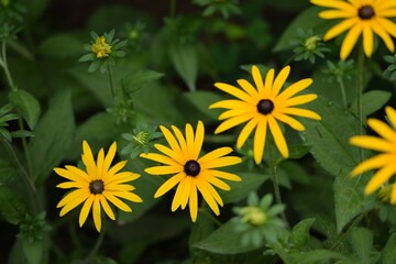 Rudbeckia flowers closeup, black-eyed-susans starts to bloom.