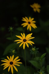 Rudbeckia flowers on dark background.
