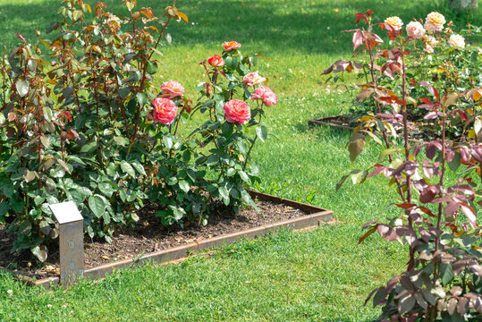 rosenbeet rosen bl&uuml;hen rosa garten sommer