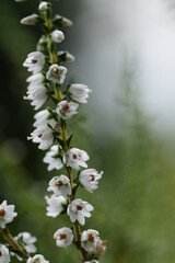 Heather white flowers closeup, Calluna vulgaris blooming white, selective focus, bokeh background, floral background with a copy space.