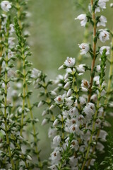 Calluna vulgaris white flowers closeup.