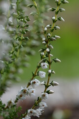 White heather flowers and buds closeup, white Calluna vulgaris.