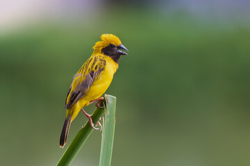 bird in thailand. Asian Golden Weaver (Male) in the garden of thailand