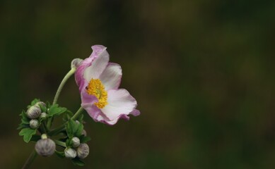 Fototapeta premium Anemone japonica flower, pastel pink anemone flower background, floral background with empty space for text.