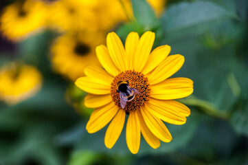 A black bumblebee sits on a yellow daisy