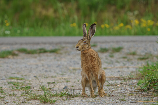 Hase 