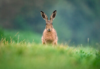 hare in the grass