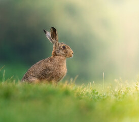 hare in the morninglight