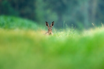 brown hare in the grass