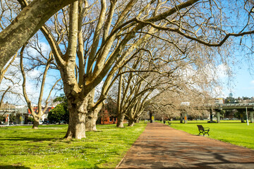 big trees in a victoria park, auckland, new zealand