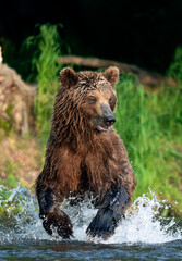 Fototapeta na wymiar Brown bear running on the river and fishing for salmon. Brown bear chasing sockeye salmon at a river. Front view. Kamchatka brown bear, scientific name: Ursus Arctos Piscator. Kamchatka, Russia.