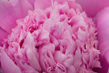 A closeup shot of a pink peony flower by summer day