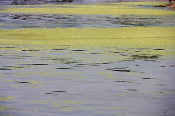 Sea water surface and seaweed
