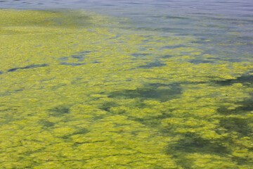 Sea water surface and seaweed