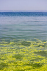 Fototapeta na wymiar Sea water surface and seaweed