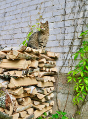 Pet cat sitting on top of stack of firewood