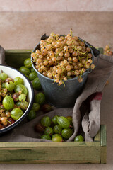 Organic berry fruit concept local food