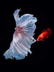 Fototapeta na wymiar Betta Fish Full Color