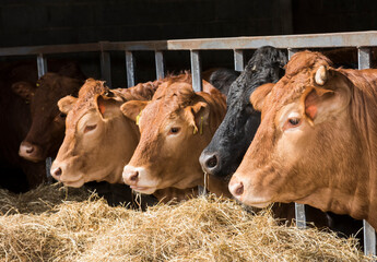 cows in a farm in cowshed