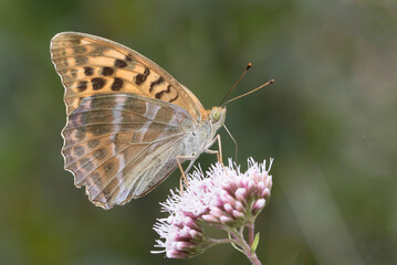 Silver-washed Fritillary