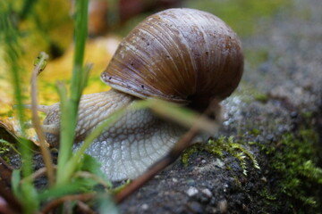 snails in the rain