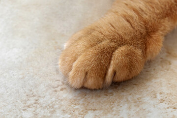 Ginger cat paw on the floor.  Copy space is on the left side. 