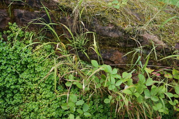 plants and trees in the rain