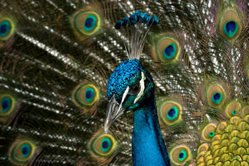 Fototapeta premium Proud peacock displaying feathers during courtship.