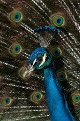 Fototapeta na wymiar Proud peacock displaying feathers during courtship.