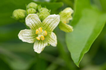 Macro shot of a white bryony (bryonia alba) flower