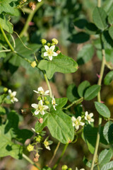 White bryony (bryonia alba) flowers